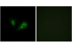 Immunofluorescence analysis of LOVO cells, using OR10D4 Antibody. (OR10D4P 抗体  (AA 161-210))
