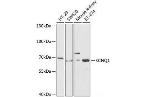 Western blot analysis of extracts of various cell lines using KCNQ1 Polyclonal Antibody at dilution of 1:1000. (KCNQ1 抗体)