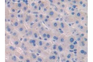 Immunohistochemistry (IHC) image for anti-Butyrylcholinesterase (BCHE) (AA 29-150) antibody (ABIN7434839)