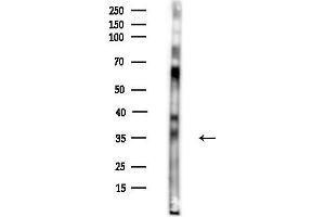 Western blot analysis of lysates from Mouse brain, using OR51G1 Antibody at 1/1000 dilution.