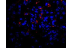 Image no. 2 for anti-Vascular Endothelial Growth Factor A (VEGFA) antibody (ABIN465274) (VEGFA 抗体)