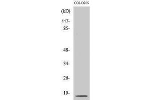 Western Blotting (WB) image for anti-Caspase 3 p17 (Asp175), (cleaved) antibody (ABIN3172748) (Caspase 3 p17 (Asp175), (cleaved) 抗体)