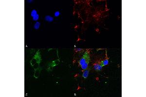 Immunocytochemistry/Immunofluorescence analysis using Mouse Anti-Cav1. (CACNA1D 抗体  (AA 859-875) (PE))