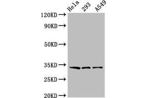 Western Blot Positive WB detected in: Hela whole cell lysate, 293 whole cell lysate, A549 whole cell lysate All lanes: GOLPH3 antibody at 3. (GOLPH3 抗体  (AA 16-150))