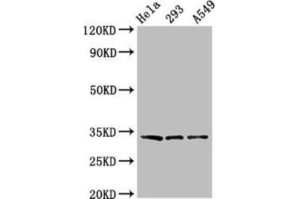 GOLPH3 anticorps  (AA 16-150)