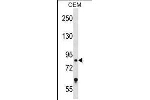 Western blot analysis in CEM cell line lysates (35ug/lane). (TCF25 抗体  (N-Term))