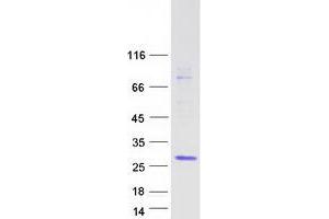 Western Blotting (WB) image for Hairy and Enhancer of Split 2 (HES2) protein (Myc-DYKDDDDK Tag) (ABIN2722663)