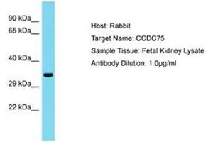 Image no. 1 for anti-Coiled-Coil Domain Containing 75 (CCDC75) (AA 36-85) antibody (ABIN6750780) (CCDC75 抗体  (AA 36-85))