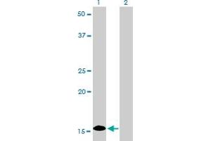Western Blotting (WB) image for anti-Inhibitor of DNA Binding 1, Dominant Negative Helix-Loop-Helix Protein (ID1) (AA 1-155) antibody (ABIN561408)