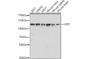 Western blot analysis of extracts of various cell lines, using USP1 antibody (ABIN6129580, ABIN6149989, ABIN6149990 and ABIN6222529) at 1:1000 dilution. (USP1 抗体  (AA 486-785))