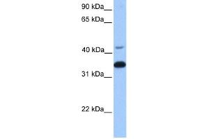 WB Suggested Anti-GNB2 Antibody Titration:  0. (GNB2 抗体  (Middle Region))