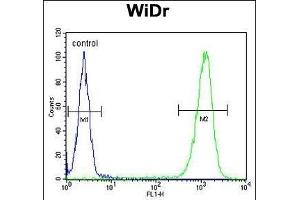 TSN33 Antibody (C-term) (ABIN653346 and ABIN2842828) flow cytometric analysis of WiDr cells (right histogram) comred to a negative control cell (left histogram). (TSPAN33 抗体  (C-Term))