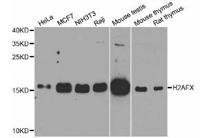 Western blot analysis of extracts of various cell lines, using H2AFX antibody. (H2AFX 抗体)