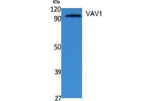 Western Blotting (WB) image for anti-Vav 1 Oncogene (VAV1) (Tyr292) antibody (ABIN3178075) (VAV1 抗体  (Tyr292))
