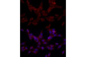 Immunofluorescence (IF) image for anti-Signal Recognition Particle 72kDa (SRP72) antibody (ABIN6134166)