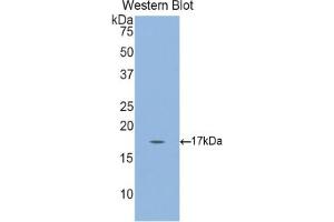 Western blot analysis of recombinant Mouse GKN3. (Gastrokine 3 抗体  (AA 38-177))