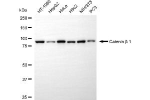 Western blotting analysis using catenin beta 1 antibody (ABIN7797927). (CTNNB1 抗体)
