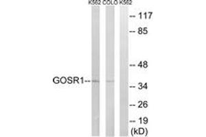 Western blot analysis of extracts from COLO/K562 cells, using GOSR1 Antibody. (GS28 抗体  (AA 11-60))
