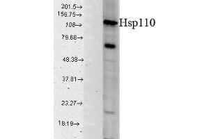 Western blot analysis of Human Cell line lysates showing detection of HSP110 protein using Rabbit Anti-HSP110 Polyclonal Antibody . (HSPA4 抗体  (APC))