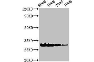 Western Blot Positive WB detected in Recombinant protein All lanes: Rhodocytin subunit alpha antibody at 3 μg/mL Secondary Goat polyclonal to rabbit IgG at 1/50000 dilution Predicted band size: 31 kDa Observed band size: 31 kDa (LOC105923162 抗体  (AA 1-136))