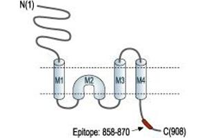 anti-Glutamate Receptor, Ionotropic, Kainate 2 (GRIK2) (C-Term), (Intracellular) antibody