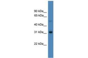Image no. 1 for anti-Ladybird Homeobox 1 (Lbx1) (AA 21-70) antibody (ABIN6745343) (Lbx1 抗体  (AA 21-70))