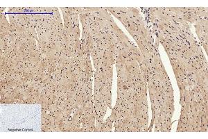 Immunohistochemical analysis of paraffin-embedded mouse heart tissue. (HMGB1 抗体  (N-Term))