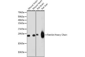 Western blot analysis of extracts of various cell lines, using Ferritin Heavy Chain antibody (ABIN7267168) at 1:1000 dilution. (FTH1 抗体)