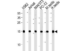 UBE2L3 Antibody (C-term) (ABIN1881966 and ABIN2838851) western blot analysis in K562,U87-MG,mouse NIH/3T3,rat PC-12 cell line and mouse testis,rat testis tissue lysates (35 μg/lane). (UBE2L3 抗体  (C-Term))