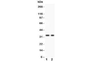 Western blot testing of SFRP2 antibody and 1. (SFRP2 抗体  (AA 104-295))