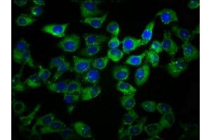 Immunofluorescence staining of Hela cells with ABIN7164489 at 1:133, counter-stained with DAPI. (GPR27 抗体  (AA 203-285))