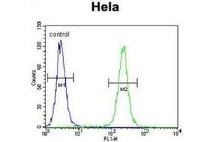 Flow cytometric analysis of Hela cells using IGF2 Antibody (right histogram) compared to a negative control cell (left histogram).