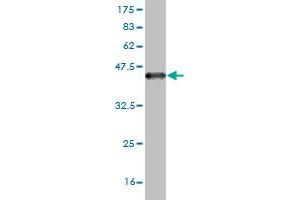 Western Blotting (WB) image for anti-Synaptotagmin IV (SYT4) (AA 1-99) antibody (ABIN563076)