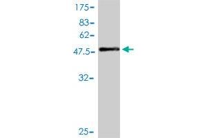 Western Blot detection against Immunogen (55. (MS4A12 抗体  (AA 1-267))