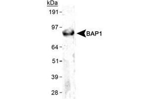Western blot analysis of BAP1 in HeLa whole celll lysate using BAP1 monoclonal antibody, clone 1G8 . (BAP1 抗体)