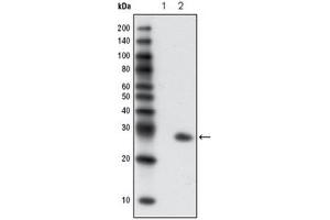 Western Blotting (WB) image for anti-Green Fluorescent Protein (GFP) antibody (ABIN1107357) (GFP 抗体)