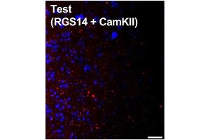 Coronal section from a C57BL/6J mouse CA2 hippocampus showing duolink staining where signal (red) denotes interaction between two proteins targeted with primary antibodies RGS14 (cat. (RGS14 抗体  (AA 1-544))