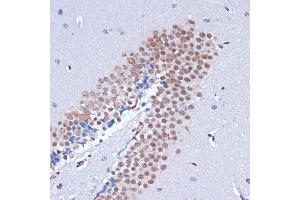 Immunohistochemistry of paraffin-embedded mouse brain using DNMT3L antibody (ABIN3023228, ABIN3023229, ABIN3023230 and ABIN6219498) at dilution of 1:100 (40x lens). (DNMT3L 抗体  (AA 1-386))