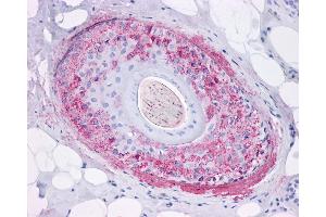 Immunohistochemistry (IHC) image for anti-Growth Hormone Secretagogue Receptor (GHSR) (Internal Region) antibody (ABIN1048650)