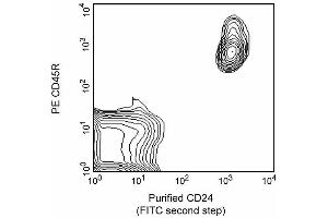 Purified CD24 (FITC second step) (CD24 抗体)