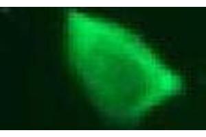 Immunofluorescence (IF) image for anti-Vimentin (VIM) antibody (ABIN1109484) (Vimentin 抗体)