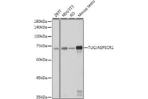 Western blot analysis of extracts of various cell lines, using TUG/ antibody (ABIN7265566) at 1:1000 dilution. (ASPSCR1 抗体)