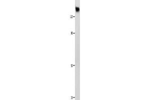 Metabotropic Glutamate Receptor 1 抗体