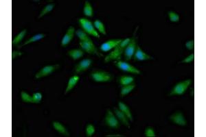 Immunofluorescence (IF) image for anti-Aconitase 1 (ACO1) (AA 508-745) antibody (ABIN7149308)
