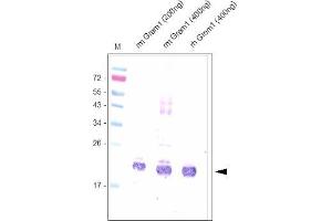Western analysis using anti-Mouse Gremlin-1 Antibody . (GREM1 抗体  (AA 25-184))