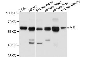Western blot analysis of extracts of various cell lines, using ME1 antibody (ABIN5972128) at 1/1000 dilution. (ME1 抗体)