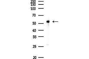 anti-Non-POU Domain Containing, Octamer-Binding (NONO) (C-Term) antibody