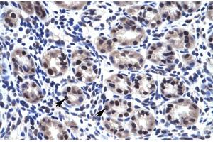 Immunohistochemistry (IHC) image for anti-Sp7 Transcription Factor (SP7) (C-Term) antibody (ABIN2777381)