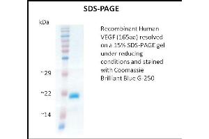 SDS-PAGE (SDS) image for Vascular Endothelial Growth Factor (VEGF) (Active) protein (ABIN5509395) (VEGF 蛋白)