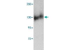 Western blot analysis of FKBP15 in NIH/3T3 cell lysate with FKBP15 polyclonal antibody  at 1 ug/mL . (FKBP15 抗体  (N-Term))